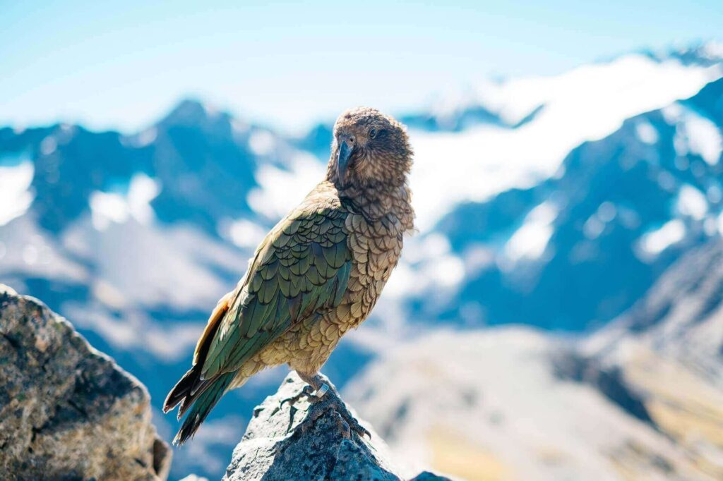 bird-2573345_19201-1